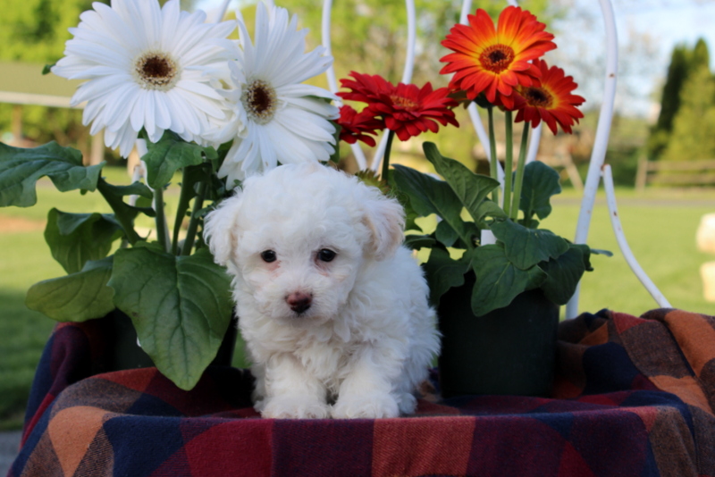 puppy, for, sale, Toy Poodle, Matthew B. Stoltzfus, dog, breeder, Gap, PA, dog-breeder, puppy-for-sale, forsale, nearby, find, puppyfind, locator, puppylocator, aca